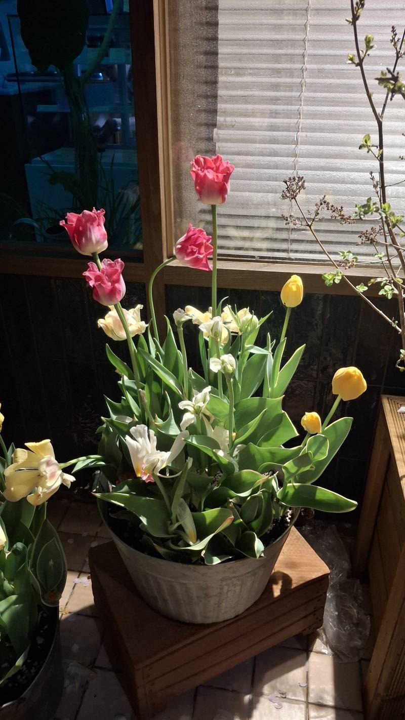 [잡담] 가게 앞에 있던 예쁜 튤립 🌷 | 인스티즈