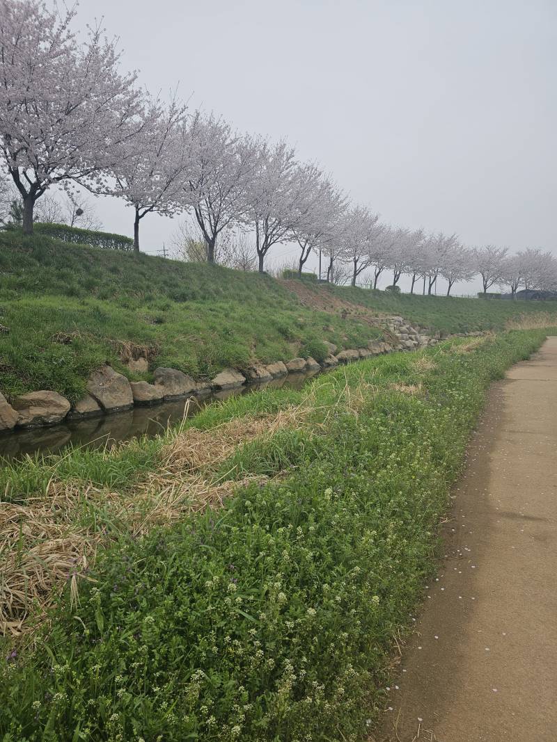 [잡담] 날씨가 흐리니까 ㄹㅇ 벚꽃이 하나도 안예쁨... | 인스티즈