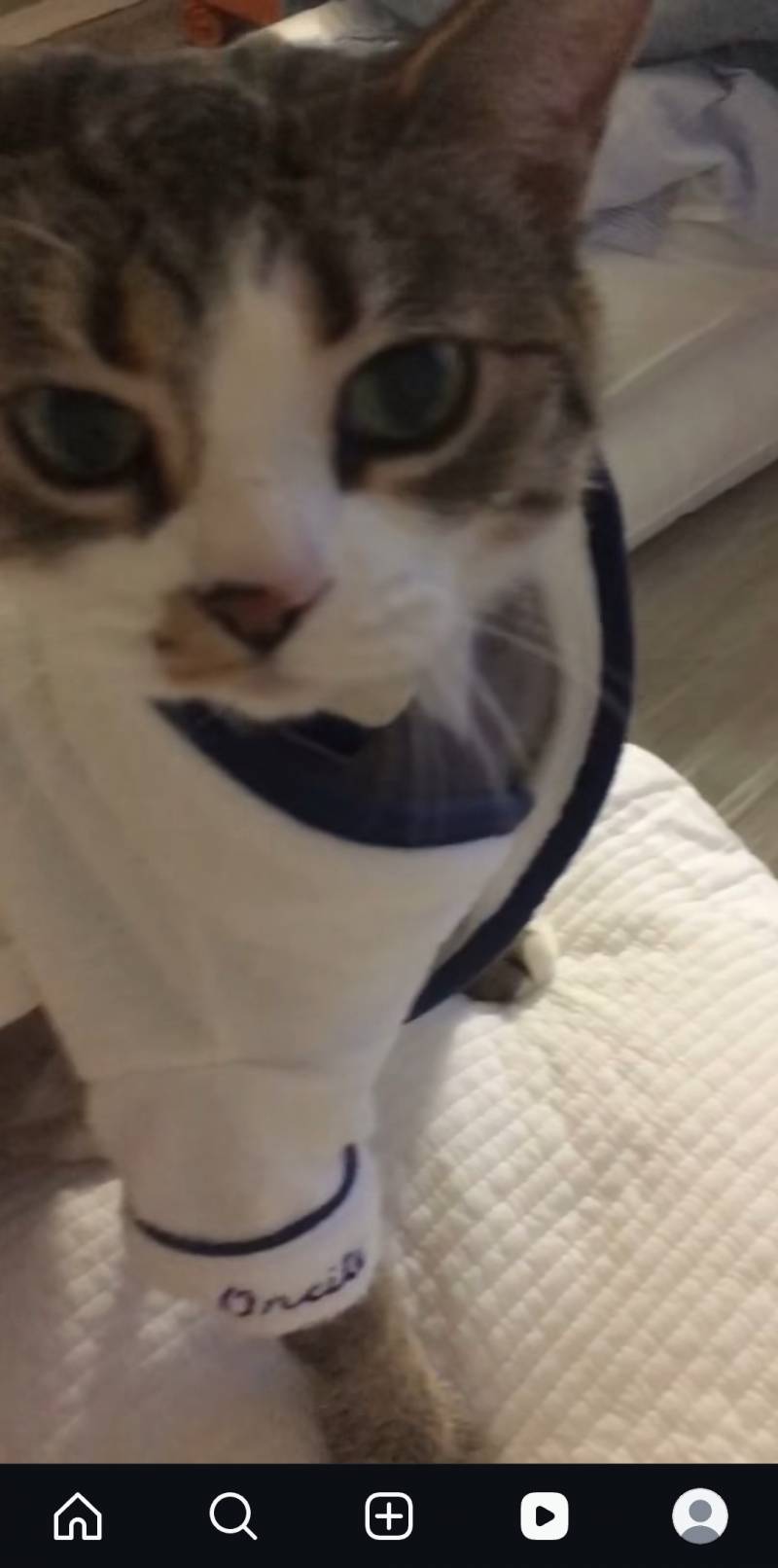 [잡담] 고양이는 진짜 귀여울라고태어난거맞다... | 인스티즈