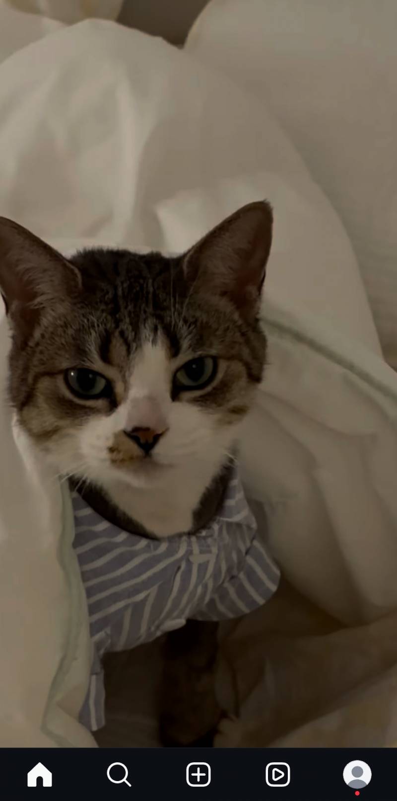 [잡담] 고양이는 진짜 귀여울라고태어난거맞다... | 인스티즈