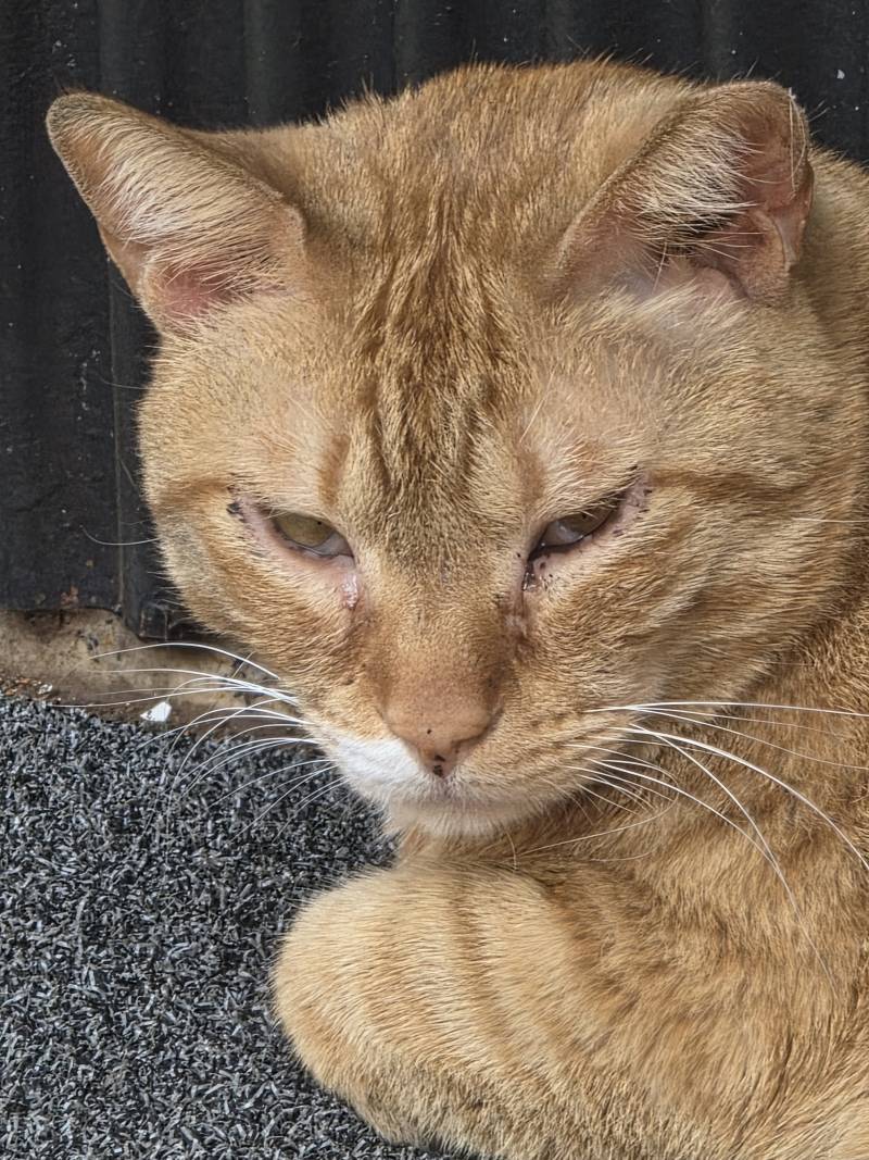 [잡담] 얘 나 째려보는거야? 쳐다보는거야? | 인스티즈