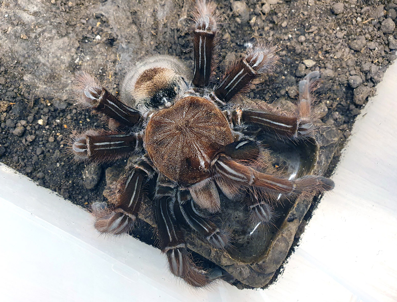 [잡담] 남친이 이런 동물 키우면 쫒아낼거임??? | 인스티즈