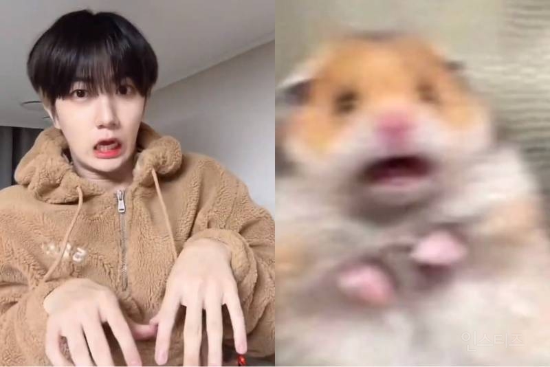 어떻게 사람이 이렇게 햄스터 그 자체지 🐹 | 인스티즈