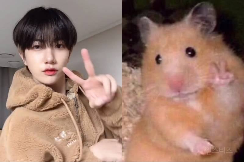 어떻게 사람이 이렇게 햄스터 그 자체지 🐹 | 인스티즈