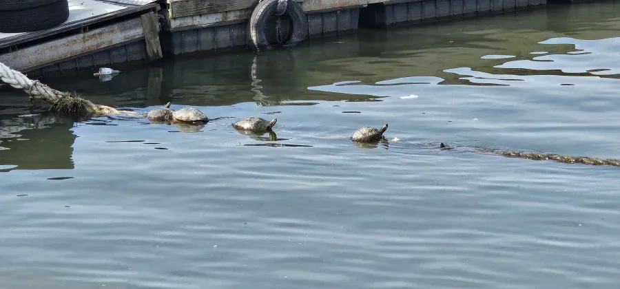 [정보/소식] 한강에 자라떼 출몰 | 인스티즈