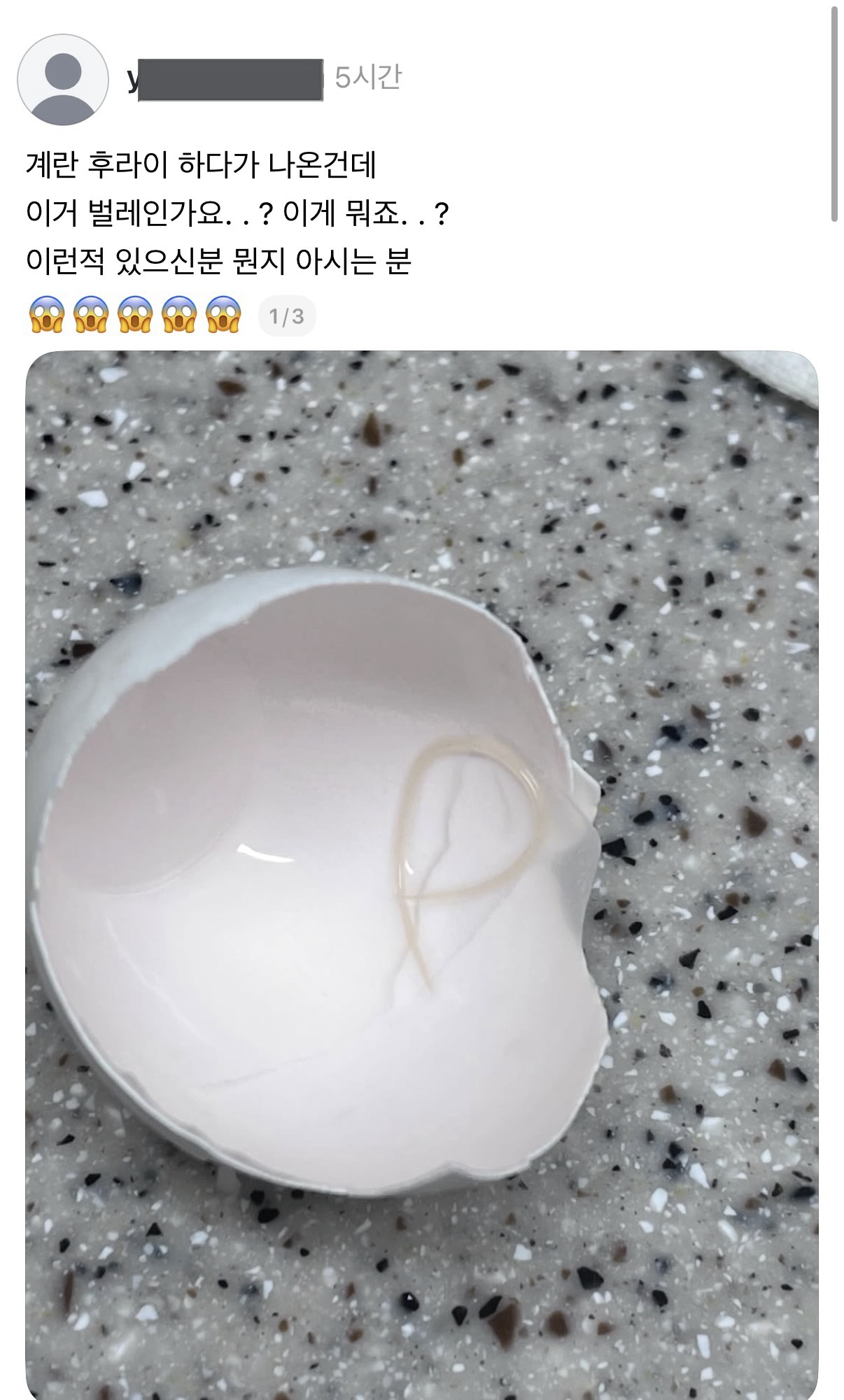 [잡담] 계란에서 나온것...(혐오주의) | 인스티즈