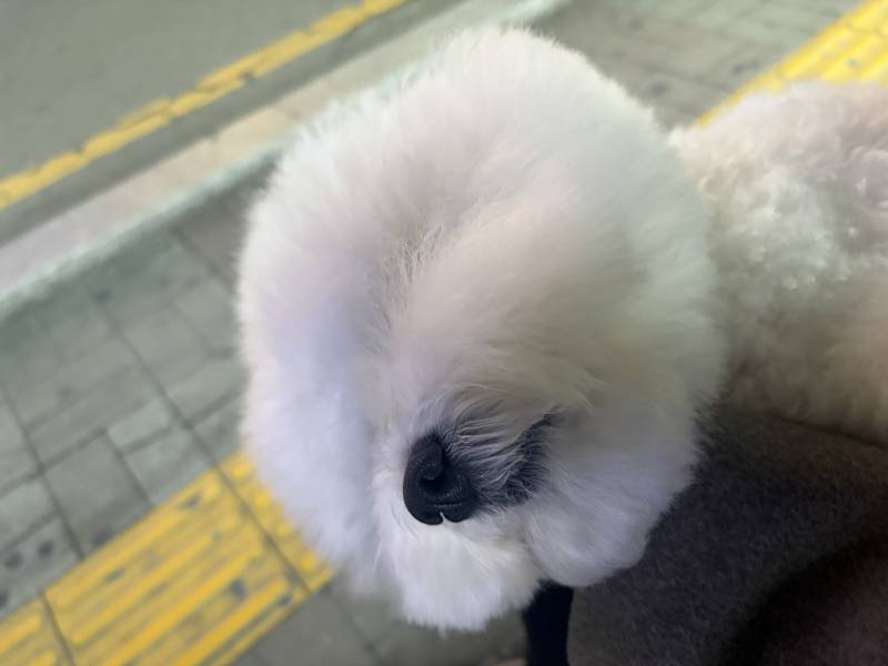 [잡담] 울집 강즤 왜케 인기마늠? | 인스티즈