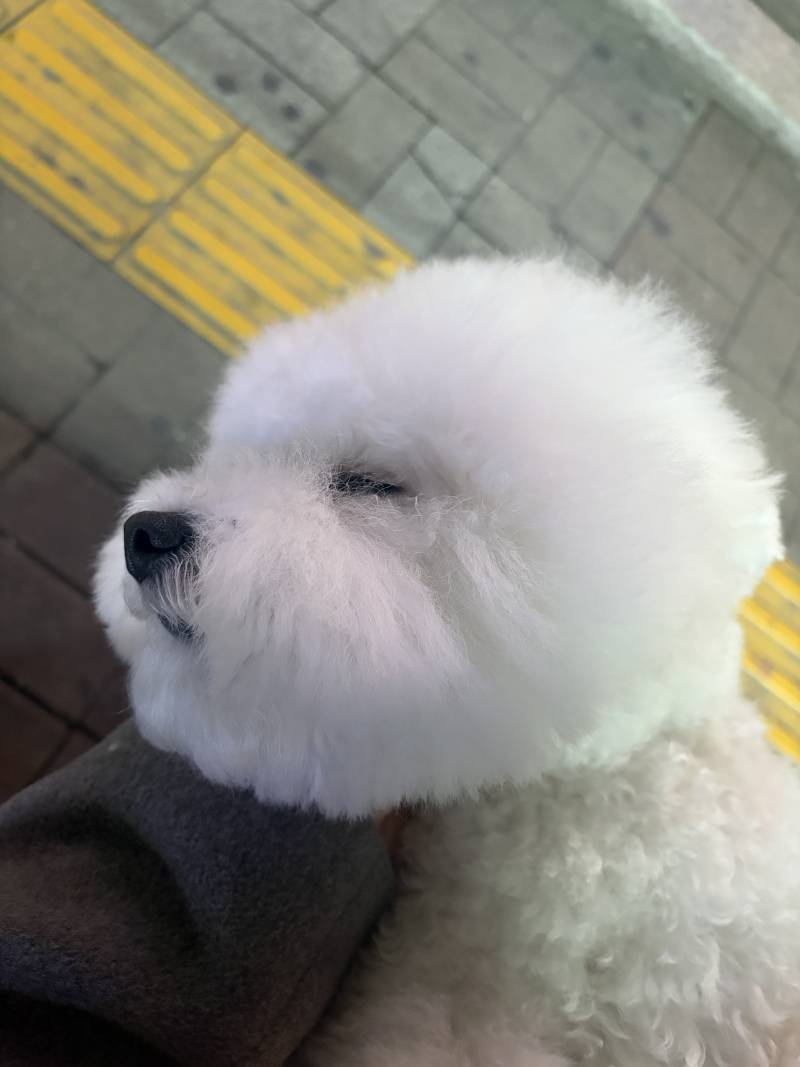 [잡담] 울집 강즤 왜케 인기마늠? | 인스티즈