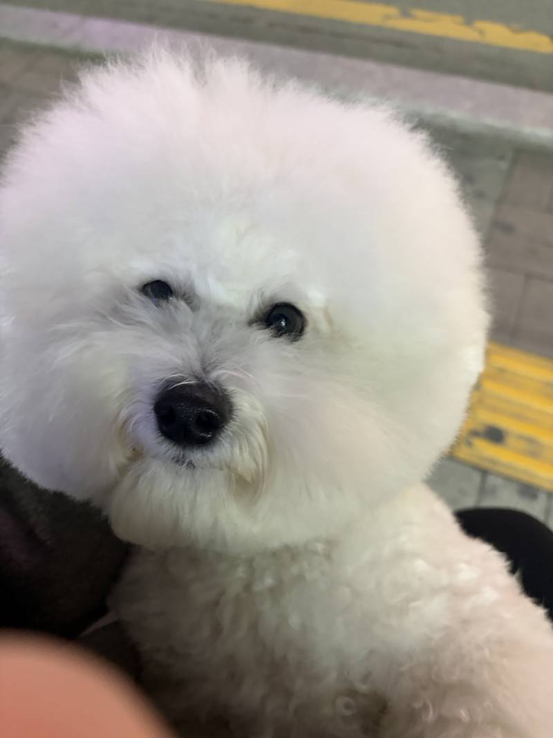[잡담] 울집 강즤 왜케 인기마늠? | 인스티즈