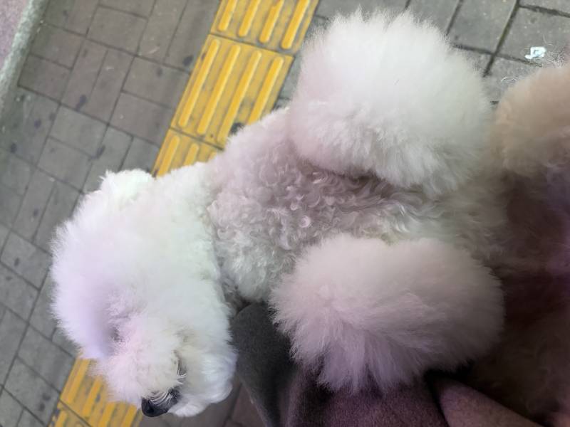 [잡담] 울집 강즤 왜케 인기마늠? | 인스티즈