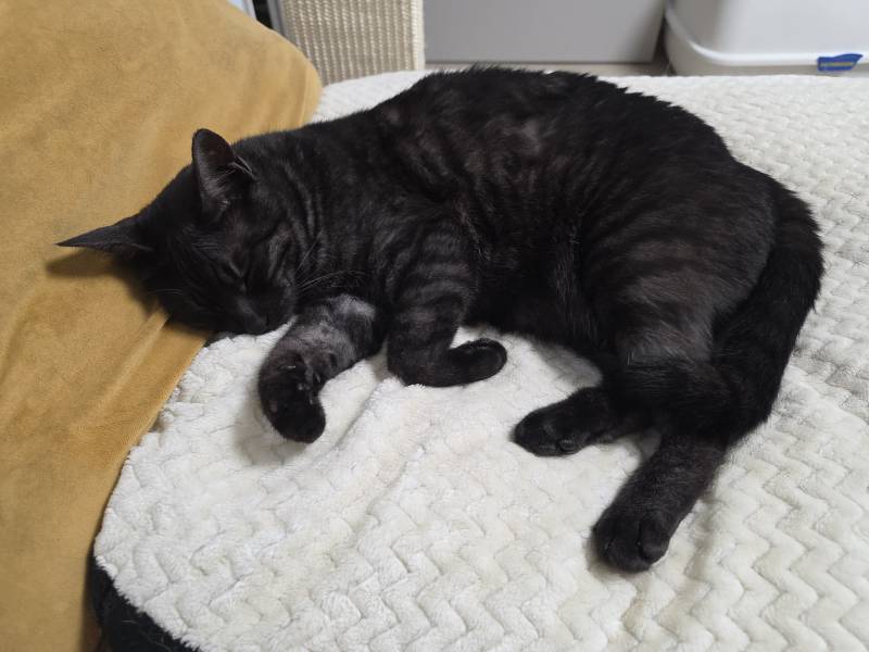 [잡담] 울집 고양이 깜고인데 줄무늬 있어 | 인스티즈