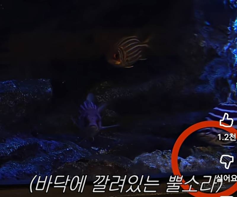 물질하는 J-해녀보러 식당갔다가 생긴일.jpg | 인스티즈