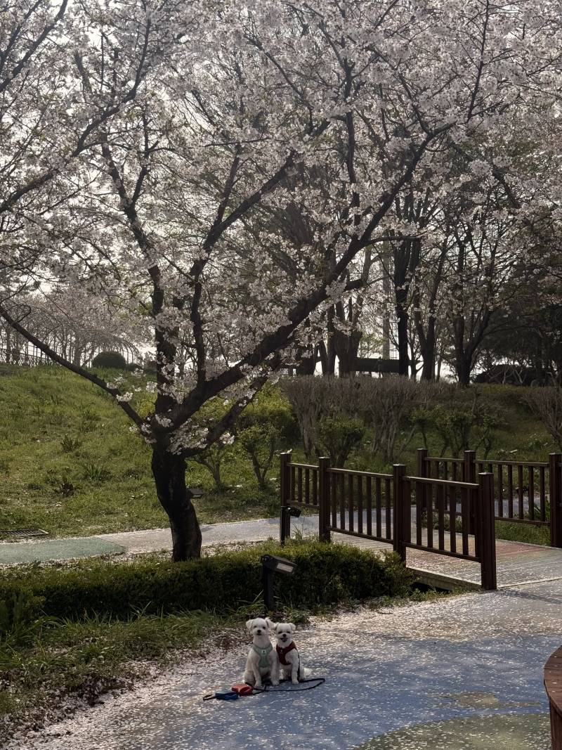 [잡담] 벚꽃 막차 즐기고 왓다 | 인스티즈
