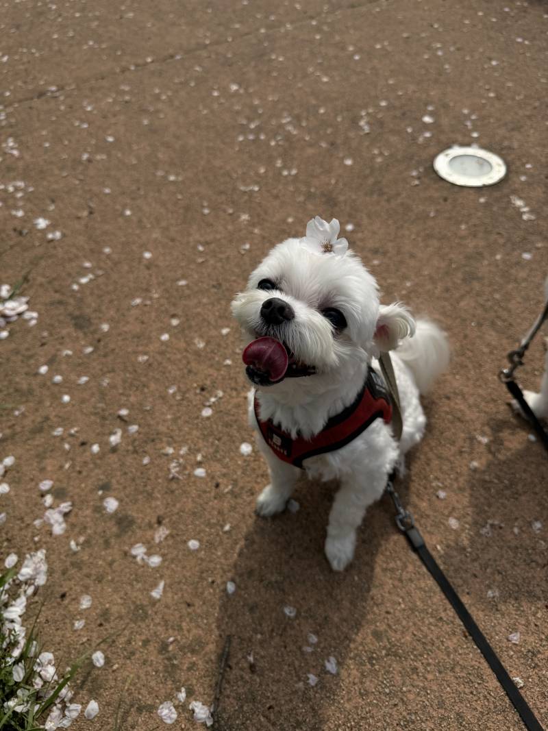 [잡담] 벚꽃 막차 즐기고 왓다 | 인스티즈