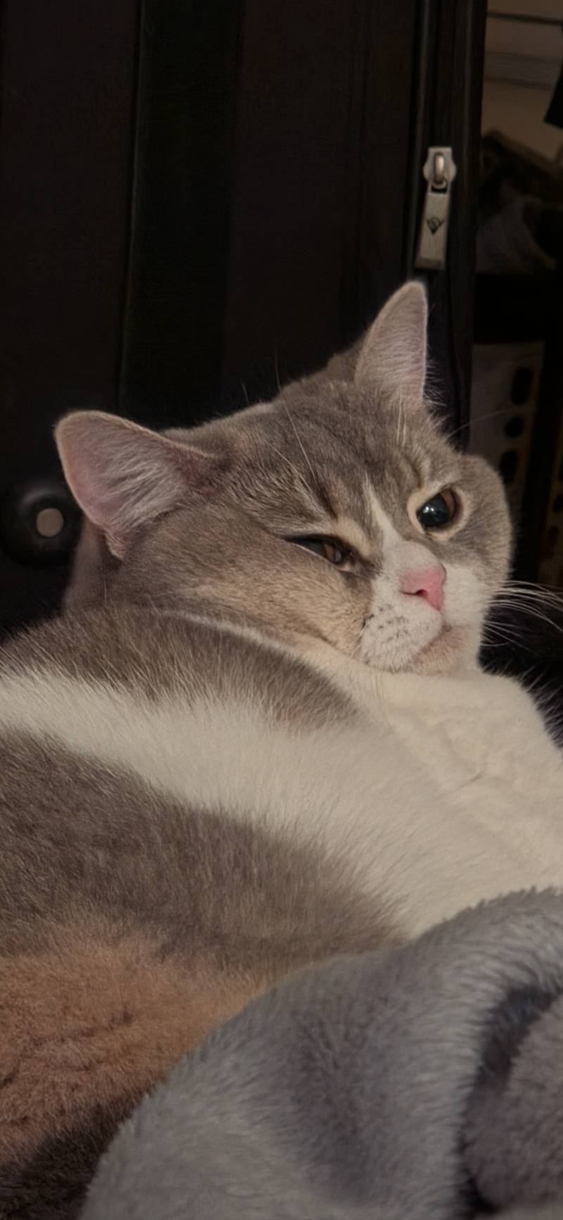 [잡담] 우리집 뚱냥이 볼사람 | 인스티즈