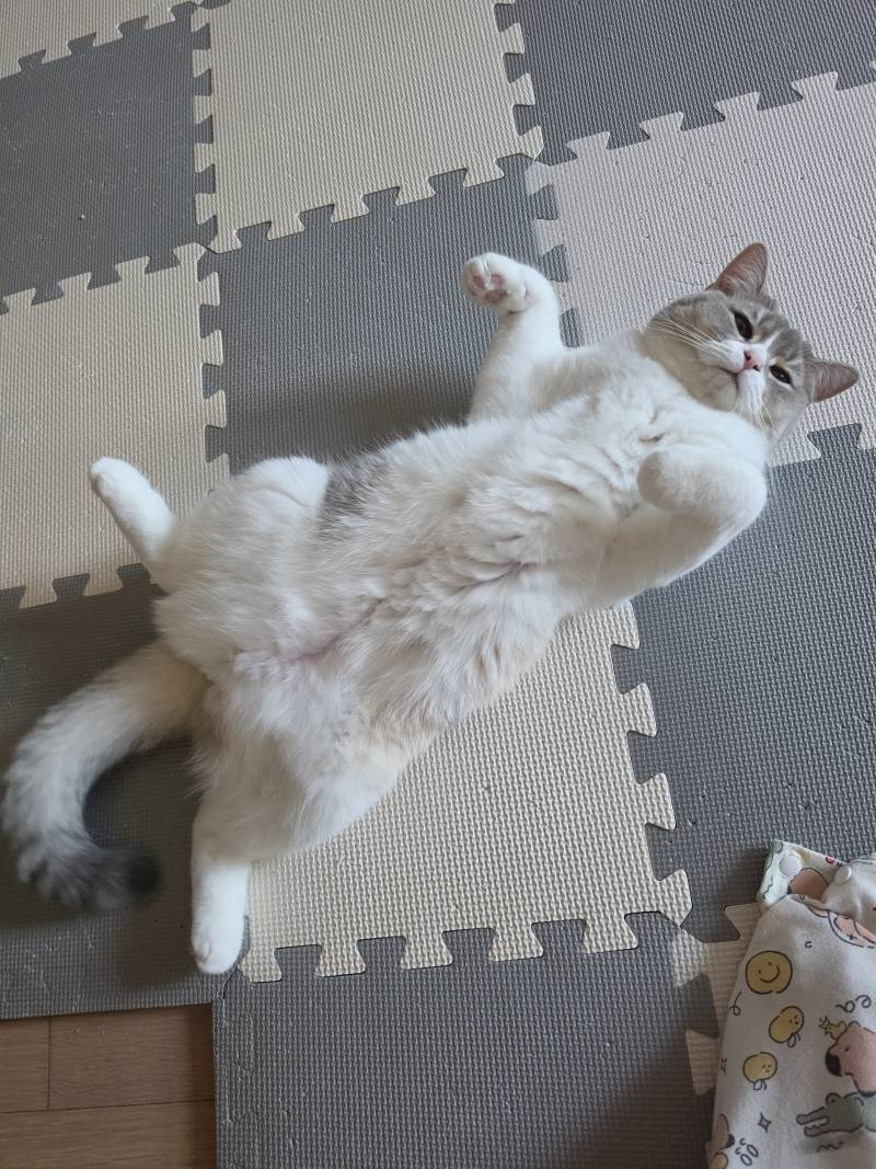 [잡담] 우리집 뚱냥이 볼사람 | 인스티즈