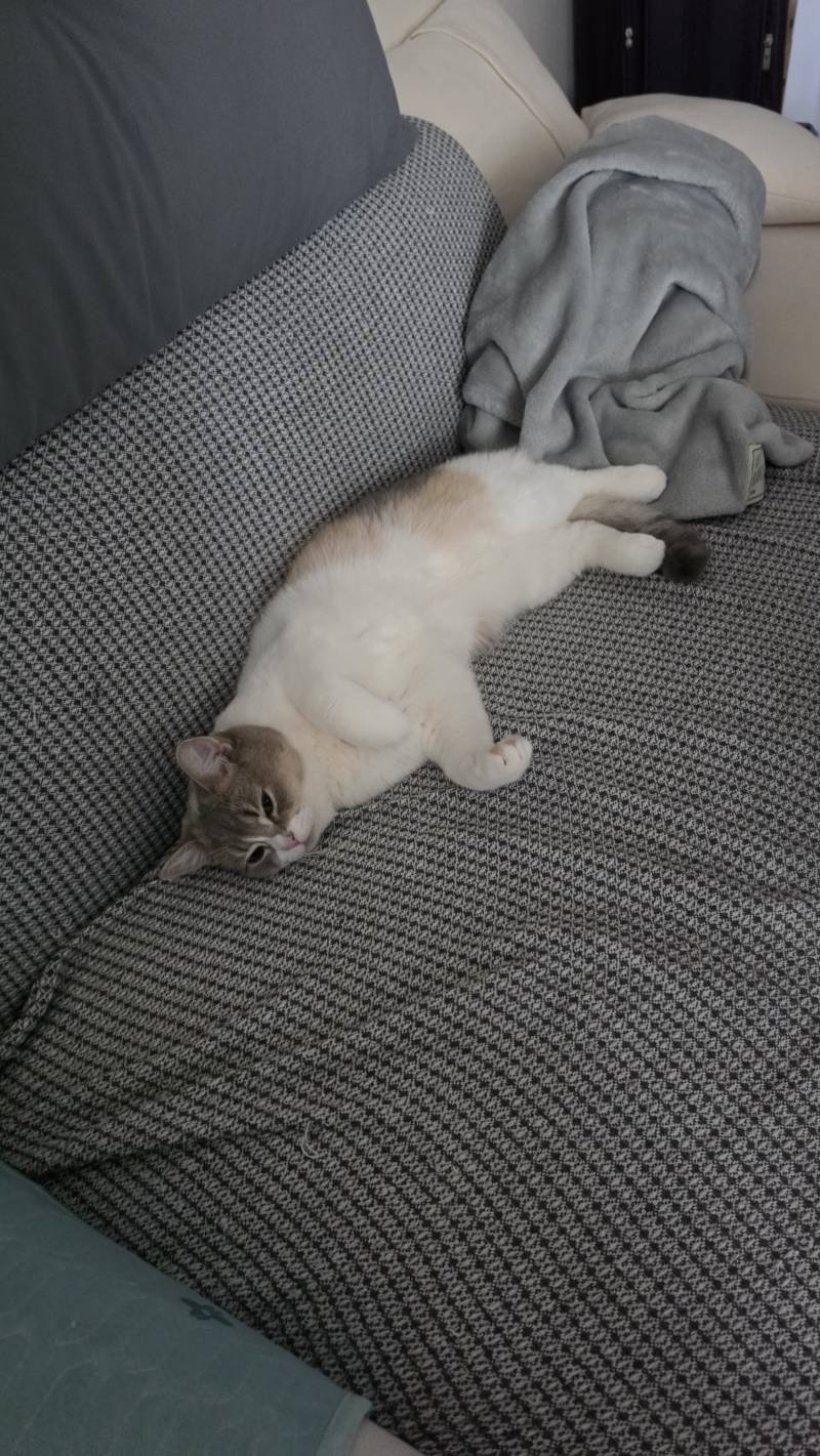 [잡담] 우리집 뚱냥이 볼사람 | 인스티즈