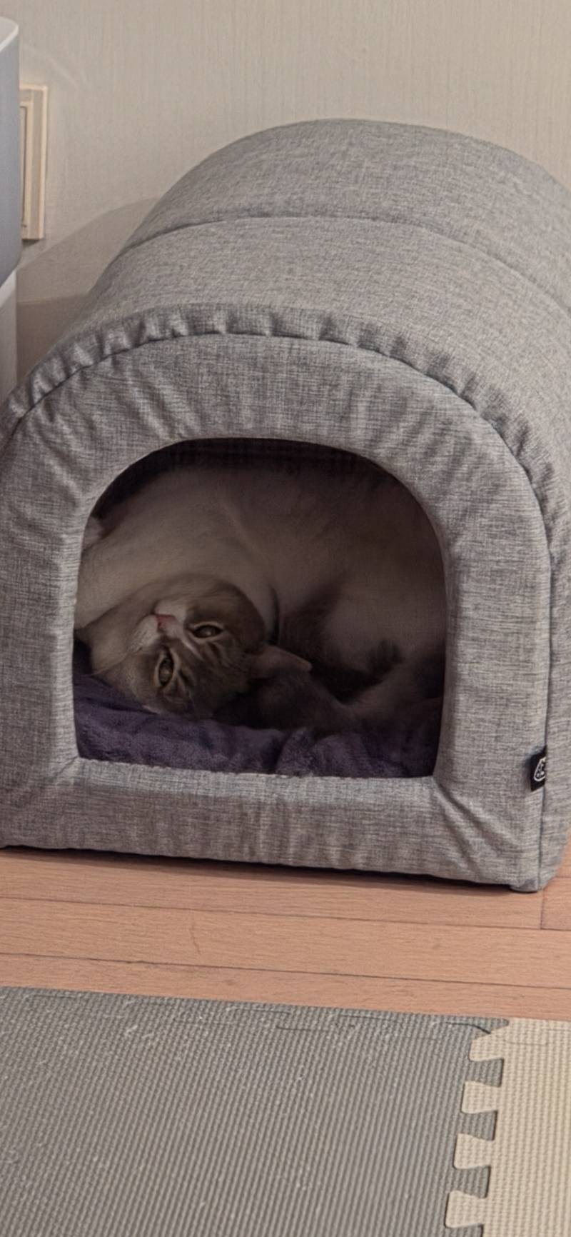 [잡담] 우리집 뚱냥이 볼사람 | 인스티즈