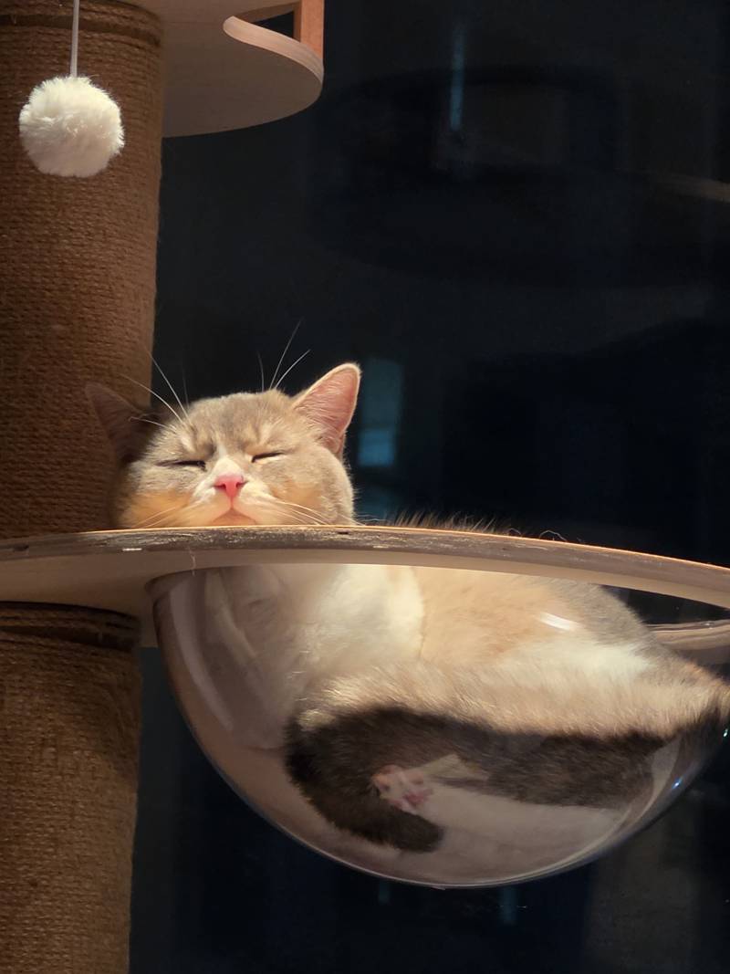 [잡담] 우리집 뚱냥이 볼사람 | 인스티즈