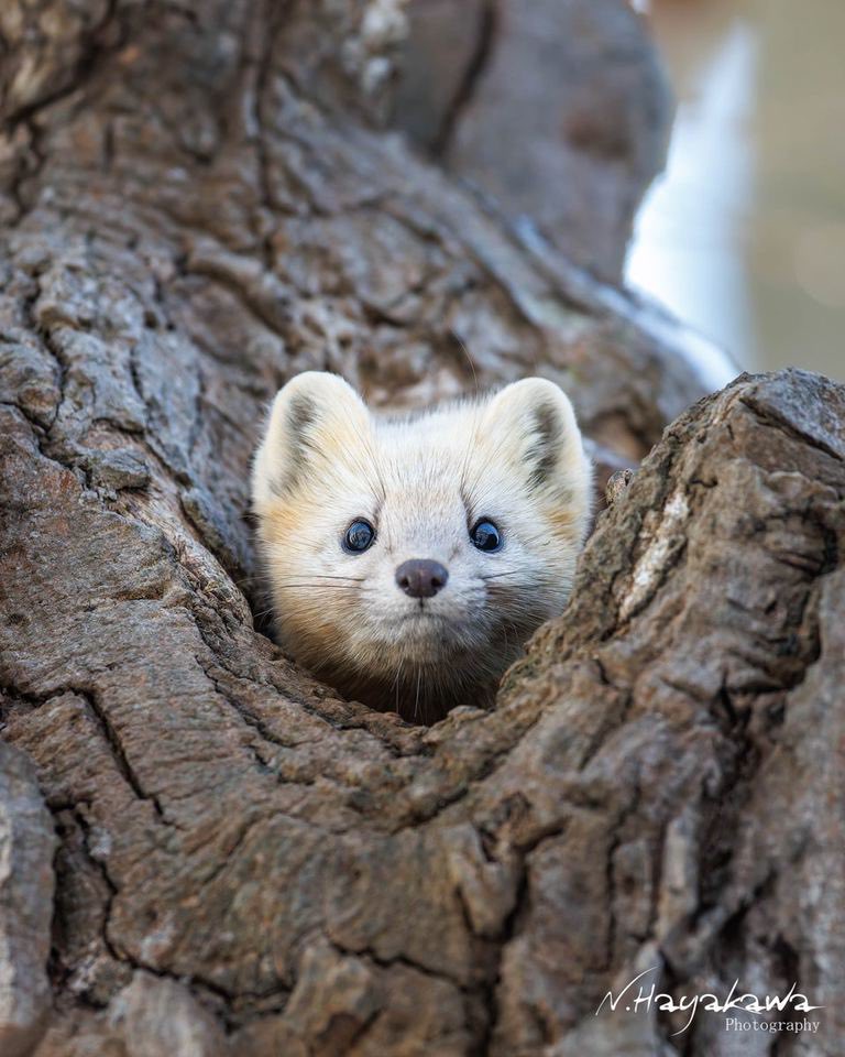 [잡담] 유우시 담비상 같지 않아?ㅋㅋㅋㅋㅋㅋㅋㅋ | 인스티즈
