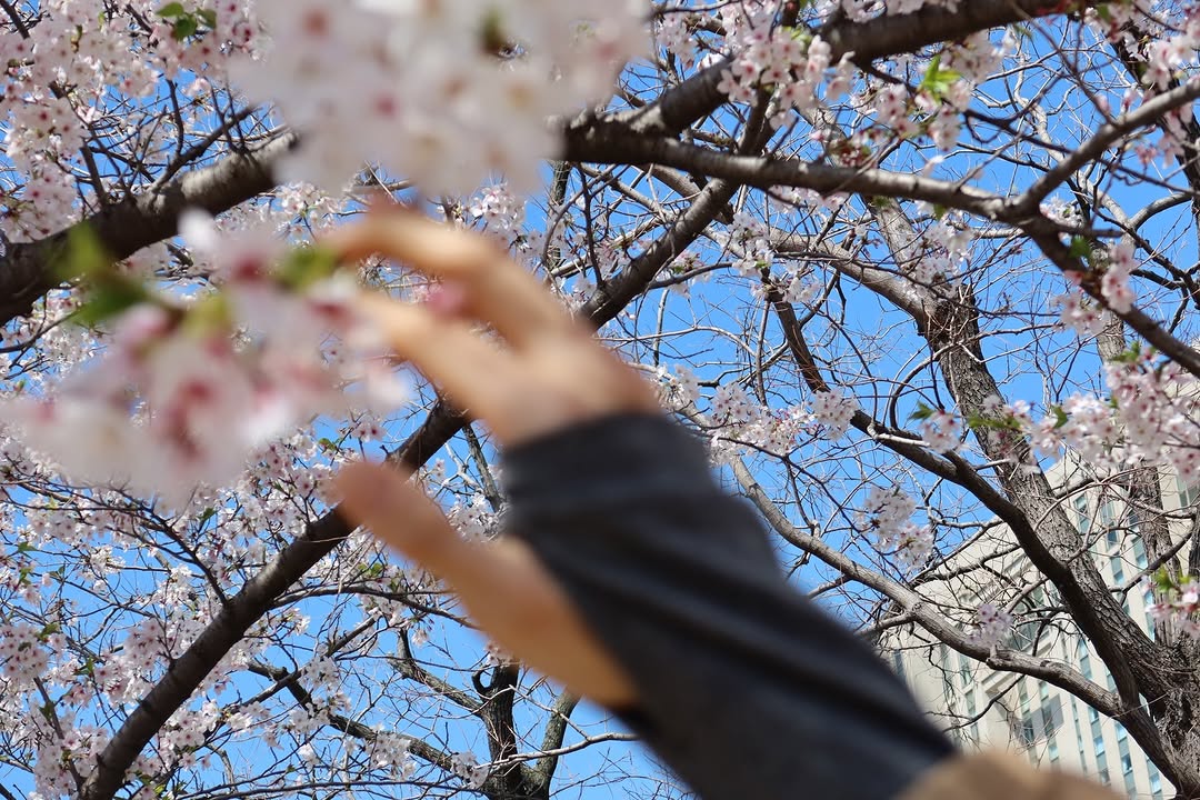 [잡담] 성찬이랑 벚꽃구경한 기분이다 | 인스티즈