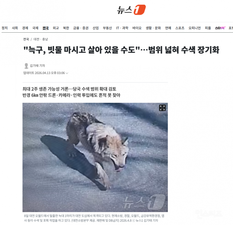 "늑구, 빗물 마시고 살아 있을 수도"…범위 넓혀 수색 장기화 | 인스티즈