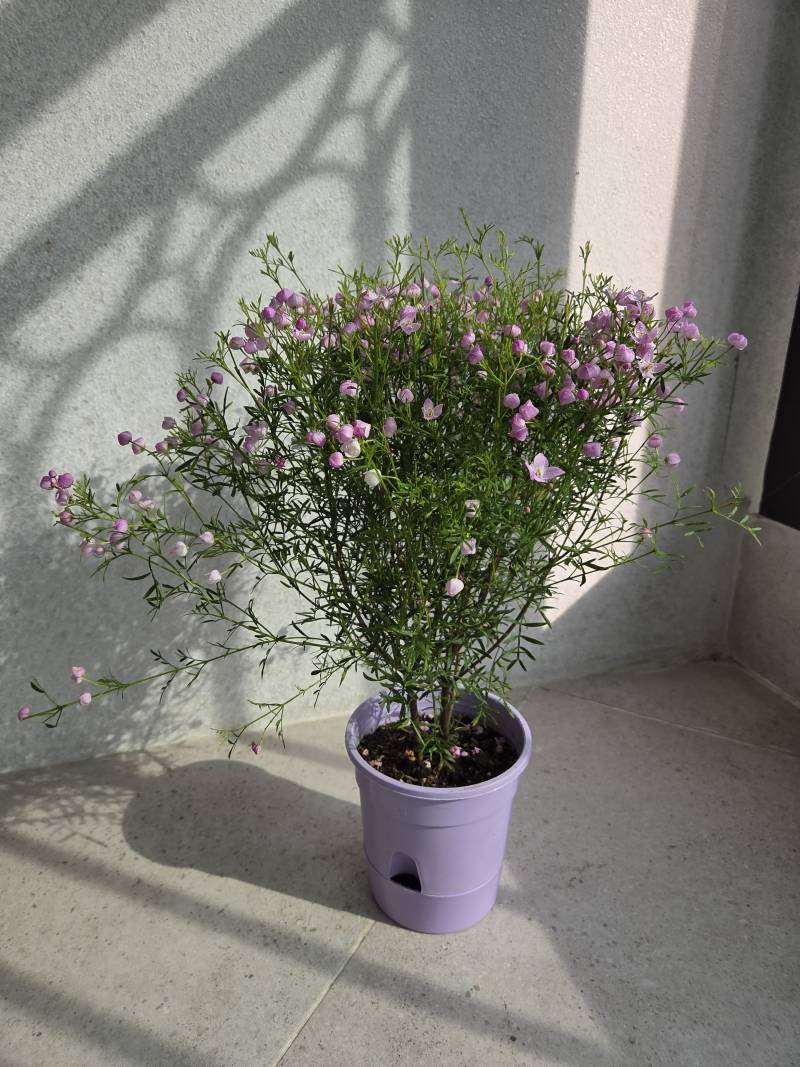 [잡담] 꽃시장에서 꽃 화분 하나 입양했어😍 | 인스티즈