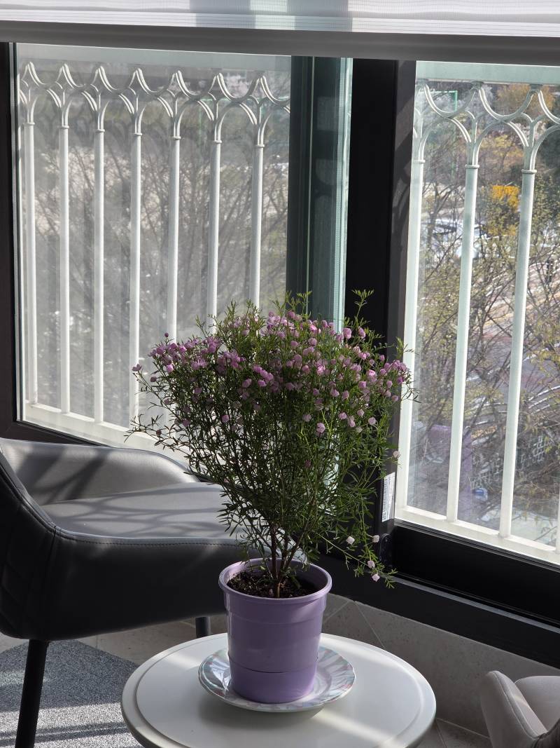 [잡담] 꽃시장에서 꽃 화분 하나 입양했어😍 | 인스티즈