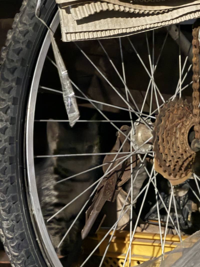 [잡담] 울집 마당에 고양 낳음! | 인스티즈