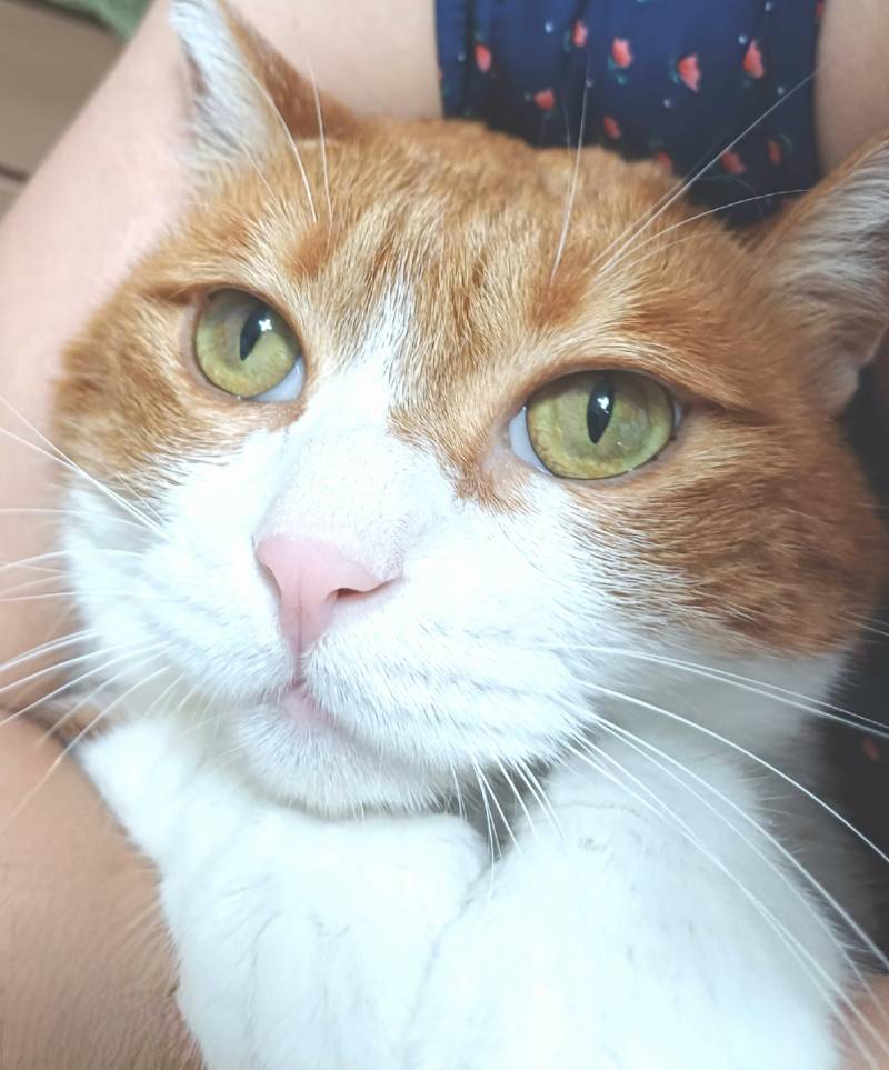 [잡담] 야없날이라 우리집 냐옹이 사진 올려봄 | 인스티즈