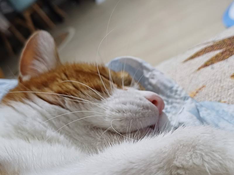 [잡담] 야없날이라 우리집 냐옹이 사진 올려봄 | 인스티즈