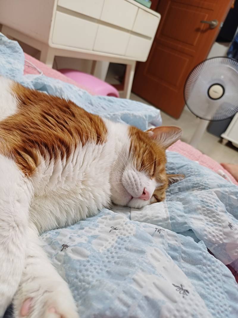 [잡담] 야없날이라 우리집 냐옹이 사진 올려봄 | 인스티즈