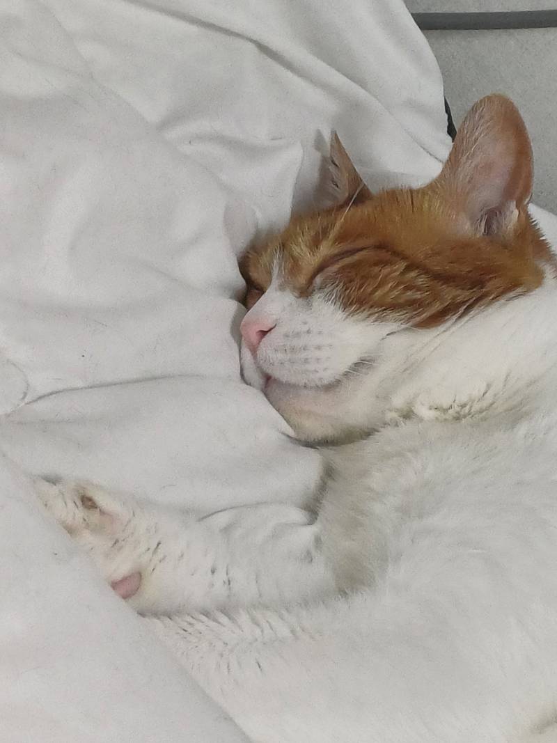 [잡담] 야없날이라 우리집 냐옹이 사진 올려봄 | 인스티즈