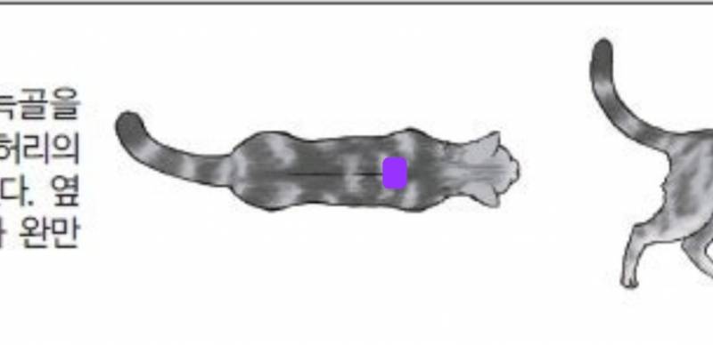 [잡담] 집사들아 너네 고양이 여기 뭐 만져지는지 확인해줄래? | 인스티즈