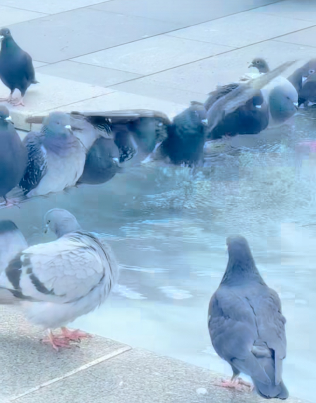 [잡담] 비둘기도 목욕한대 | 인스티즈