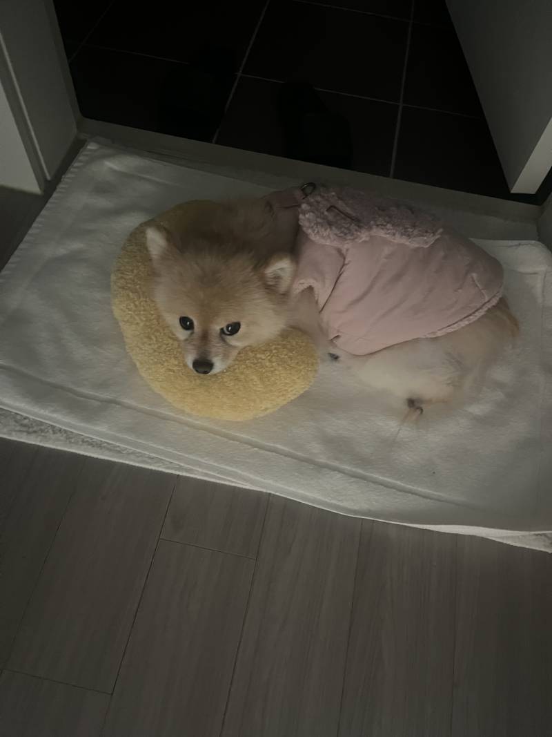 [잡담] 우리 강아지 혼나고 화장실 앞에서 누워있어 | 인스티즈