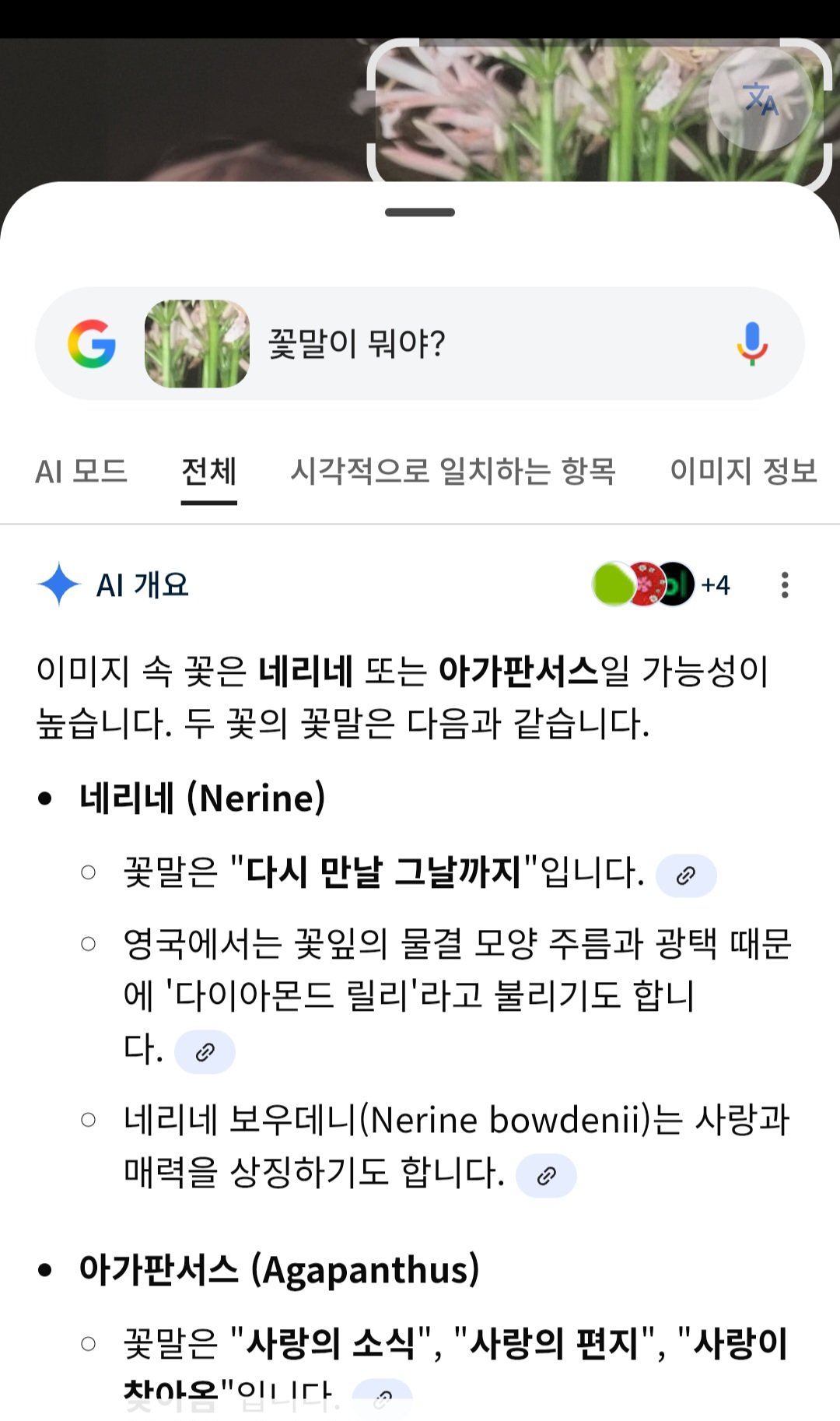 [잡담] 다니엘 얼마 전에 올렸던 사진 속에 꽃말 눈물난다ㅠ | 인스티즈