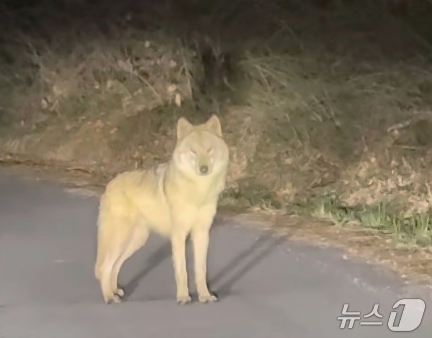 [정보/소식] '탈출 늑대' 늑구, 마취총 빗나가…"날쌔고 건강, 4m 벽도 넘어"(종합) | 인스티즈