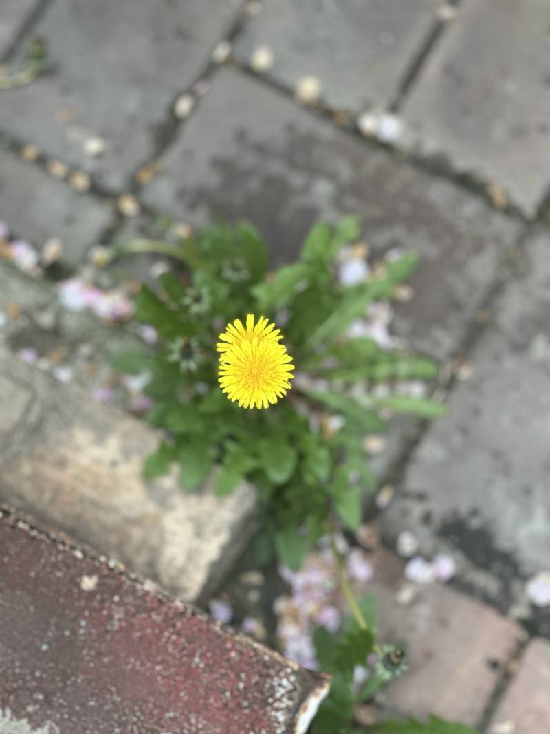 [잡담] 무슨꽃이지 | 인스티즈