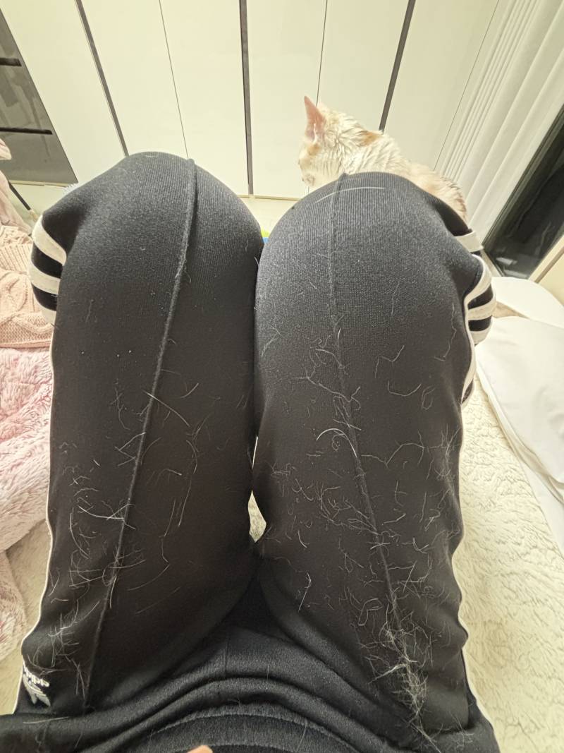 [잡담] 애옹이가 다녀간 자리 | 인스티즈