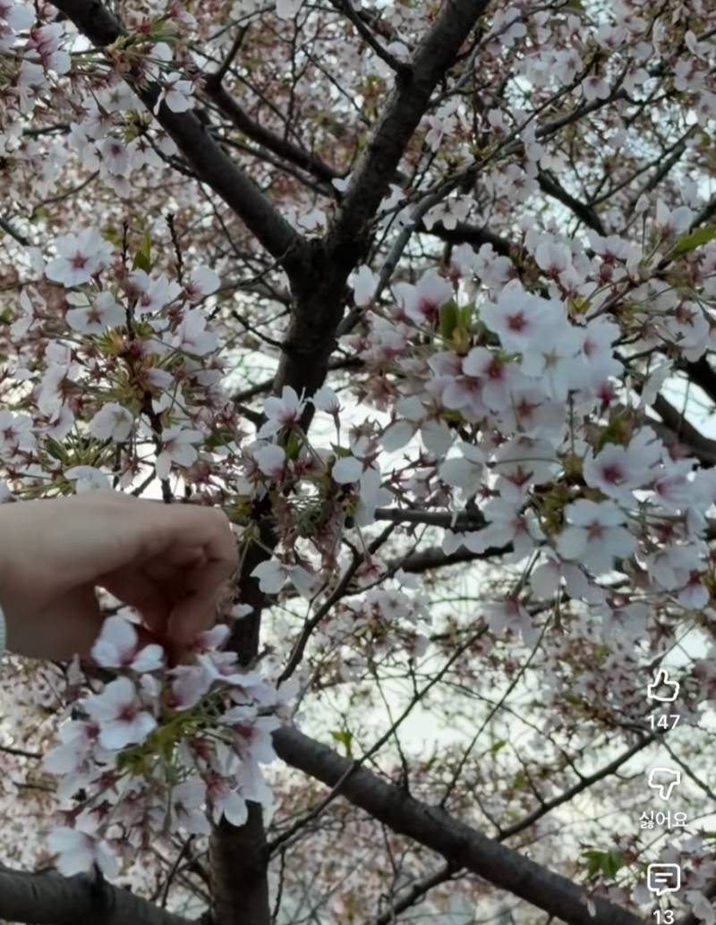 [잡담] 강아지 유튜브 보는데 집에 있는 고양이한테 벚꽃 보여준다고 갑자기 나무를 꺾음;; | 인스티즈