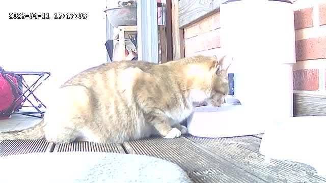 [잡담] 고양이 임신인가? | 인스티즈