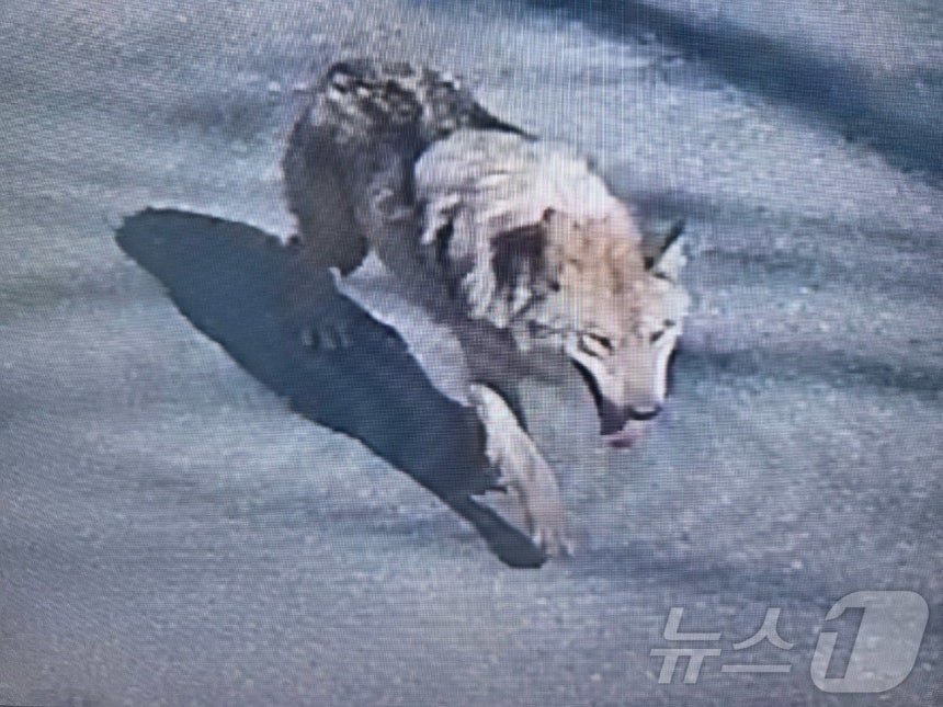 [정보/소식] 속보) 대전 동물원 탈출 늑대 '늑구' 포위망 뚫고 달아나 | 인스티즈