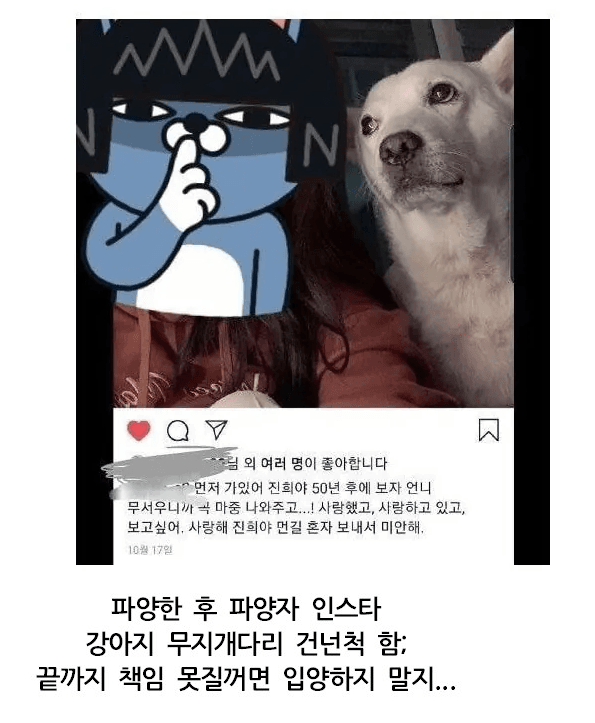파양당한 유기견 | 인스티즈