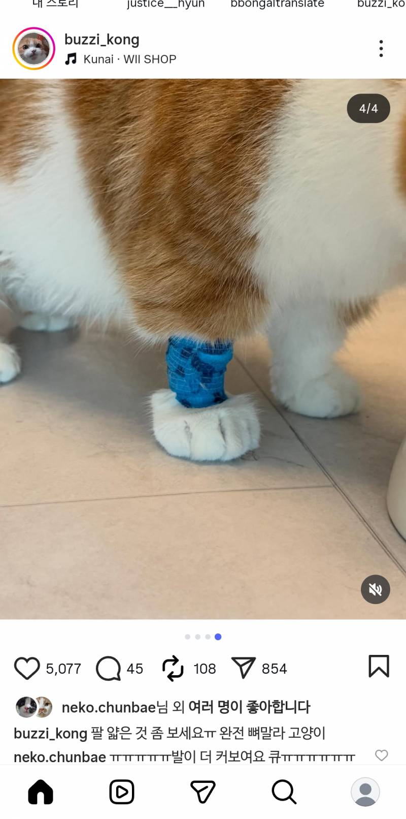 [잡담] 고양이 일케보니 ㄹㅇ 털이 많구나 | 인스티즈