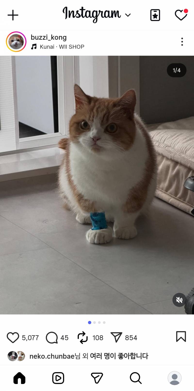 [잡담] 고양이 일케보니 ㄹㅇ 털이 많구나 | 인스티즈