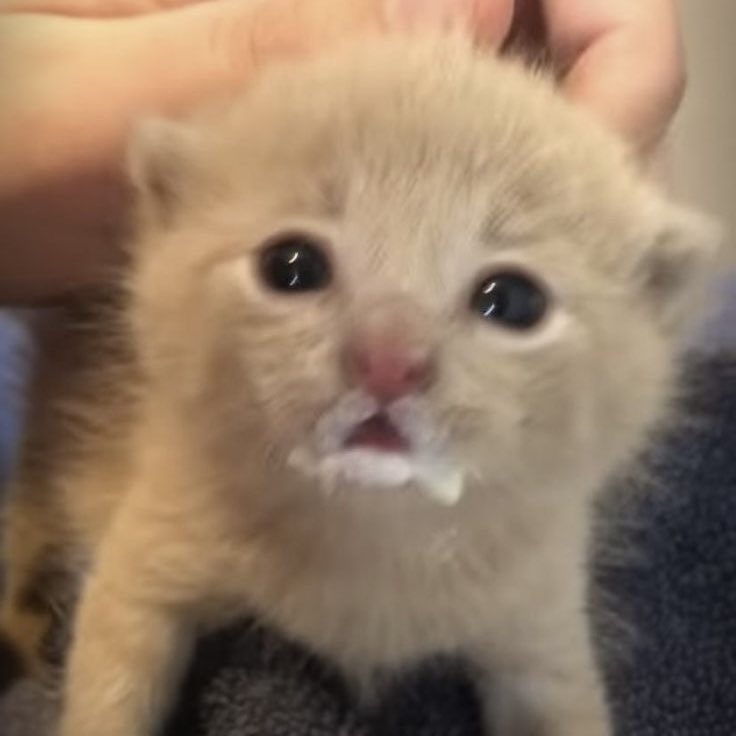 [잡담] 원빈이 사고치다 걸린 고양이 아님? | 인스티즈