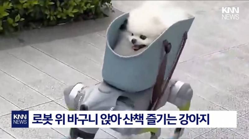 [잡담] 강아지 산책시키는 로봇 대박이다 ㅋㅋㅋㅋㅋ | 인스티즈