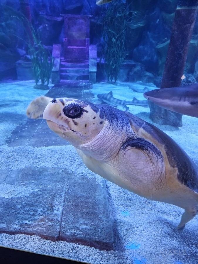 부산 아쿠아리움 거북이 이름 레전드🐢.jpg | 인스티즈