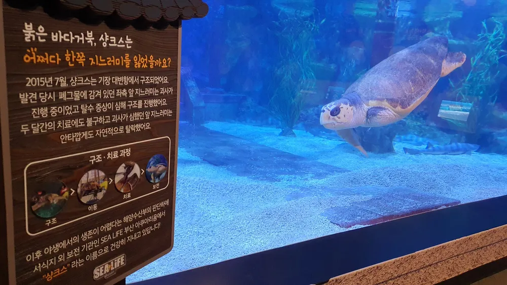 부산 아쿠아리움 거북이 이름 레전드🐢.jpg | 인스티즈